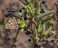 Image of Argyraspodes argyraspis (Trimen 1873)