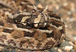 Image of Many-horned adder