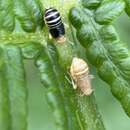 Ditropis pteridis (Spinola 1839) resmi