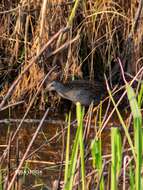 Image of Ash-throated Crake