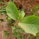 صورة Frangula betulifolia (Greene) Grubov