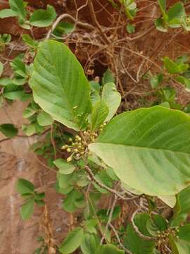 صورة Frangula betulifolia (Greene) Grubov