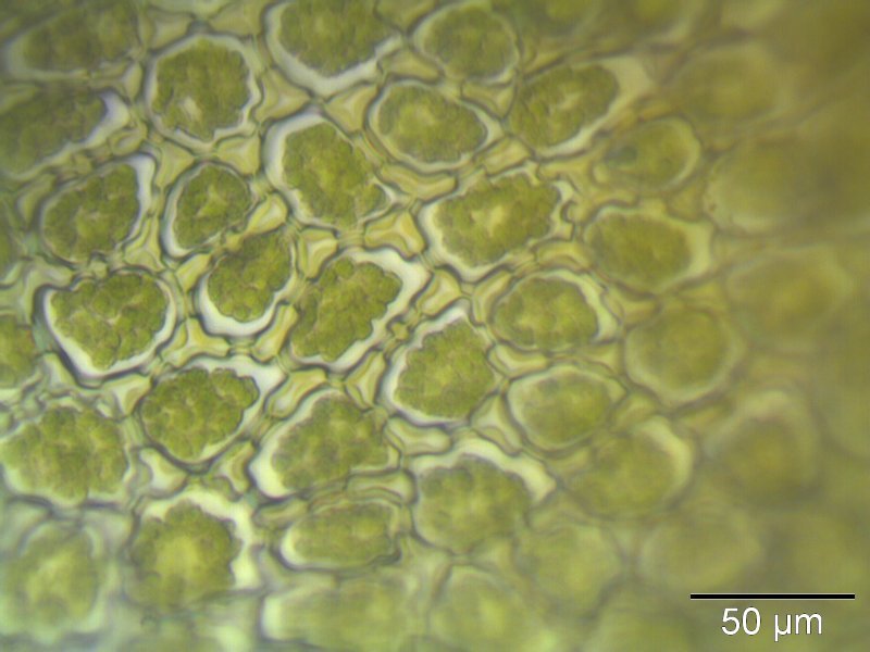Image of <i>Ptilidium ciliare</i> (L.) Hampe