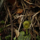 Image of Spider orchid