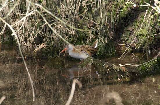 Image of European Water Rail