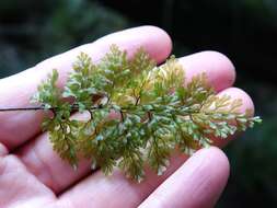 Hymenophyllum sanguinolentum (G. Forst.) Sw.的圖片