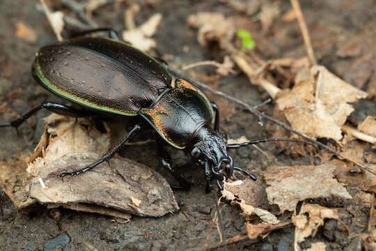 Image of Carabus (Archicarabus) nemoralis prasinotinctus Heyden 1880