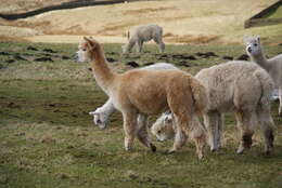 Image of Alpaca