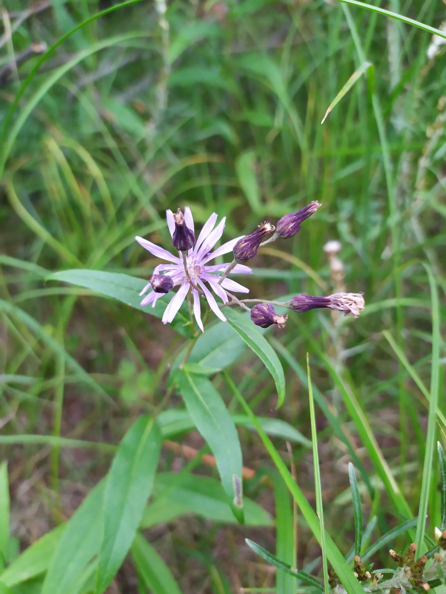 Image de Lactuca sibirica (L.) Maxim.