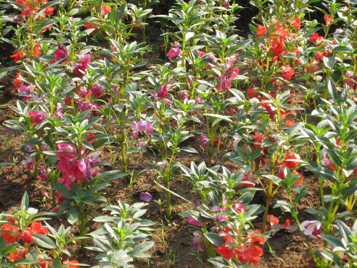 Image of spotted snapweed