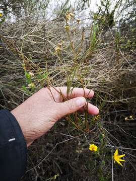 Image of Centella thesioides