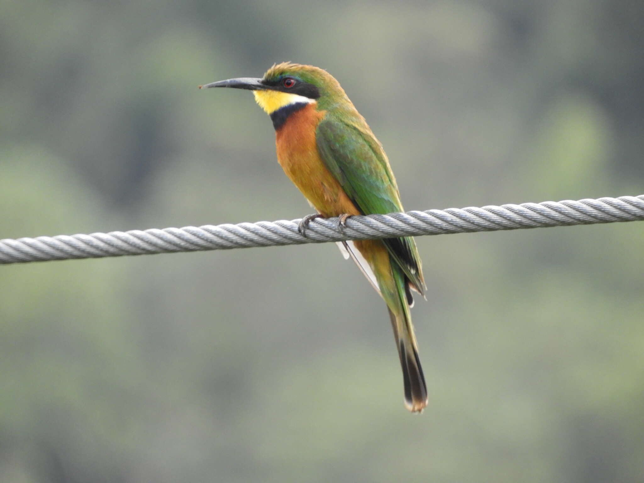 Image of Cinnamon-breasted Bee-eater