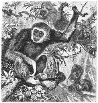 Image of White-handed Gibbon