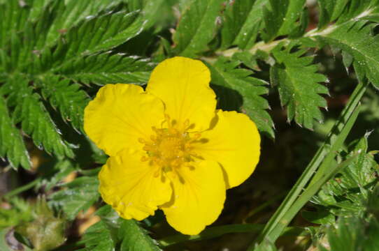 Image of silverweed cinquefoil