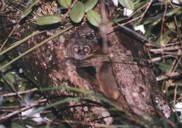 Image of sportive lemurs