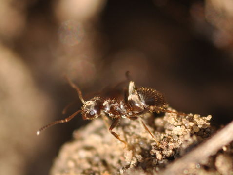 Image of Small black ant