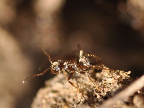 Image of Small black ant