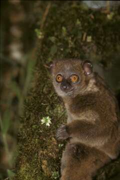 Image of Light-necked Sportive Lemur