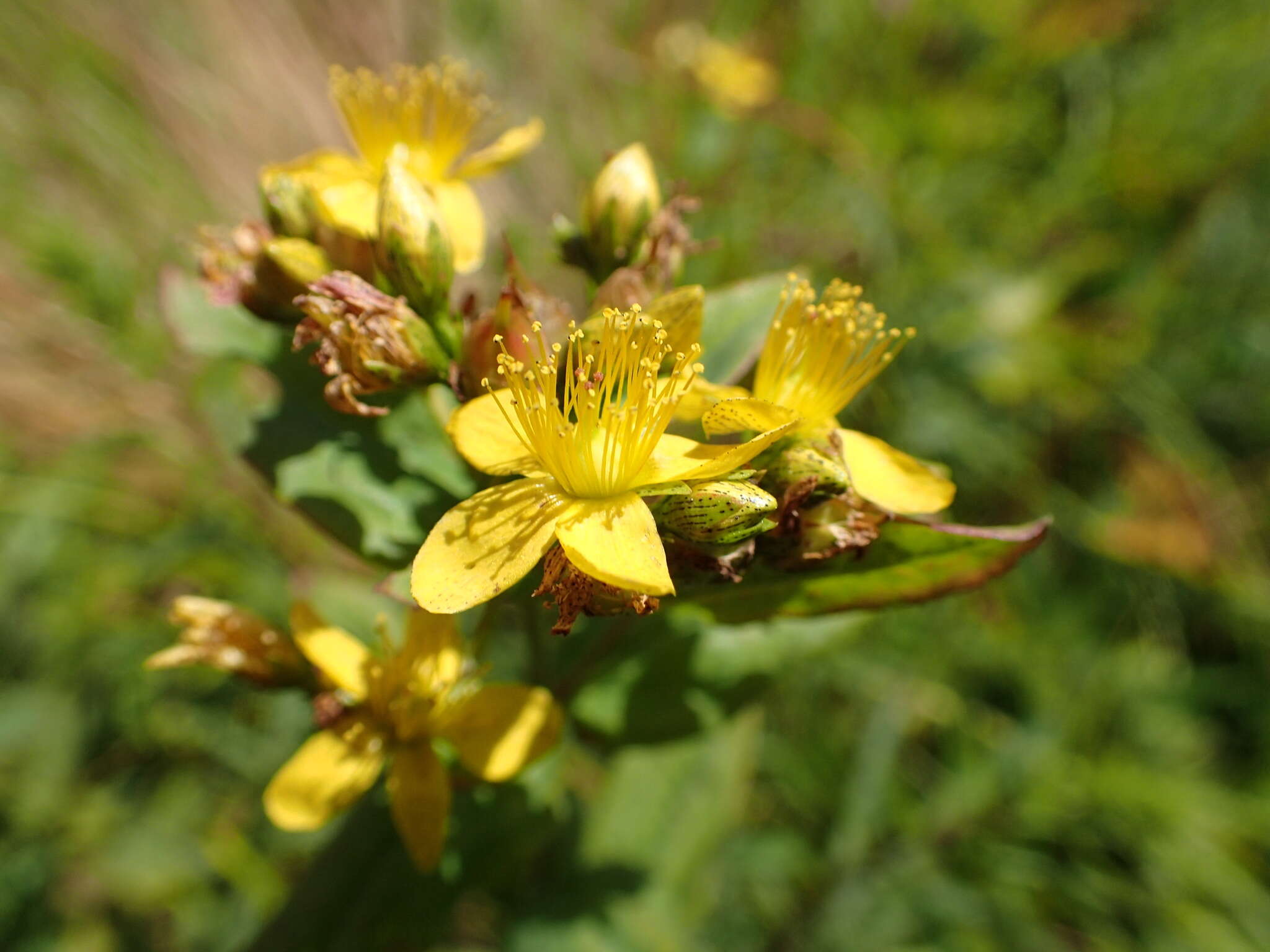 Image of Blue Ridge St. John's-Wort