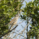 Image of White-banded Mockingbird