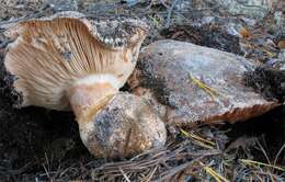 Imagem de Tricholoma colossus (Fr.) Quél. 1872