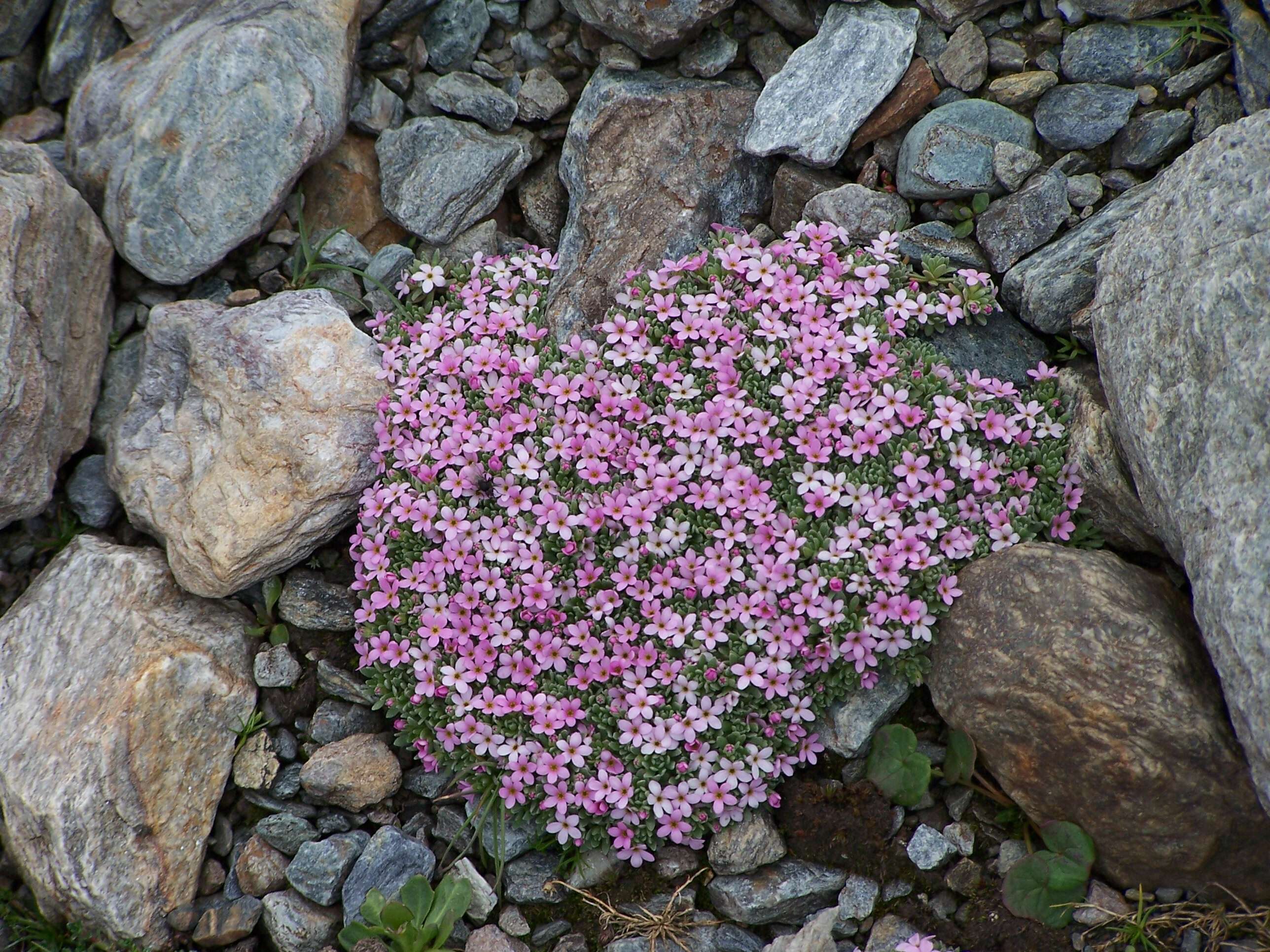 Image of Androsace alpina (L.) Lam.