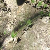 Plancia ëd Galium texense A. Gray