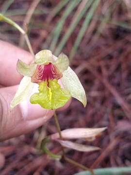 Image of Bletia gracilis G. Lodd.