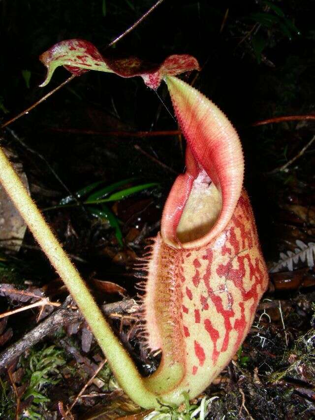 صورة Nepenthes eymae Sh. Kurata