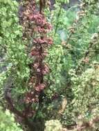 Rumex stenophyllus Ledeb. resmi