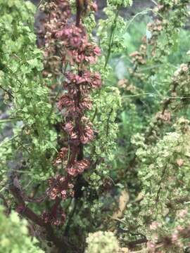 Image de Rumex stenophyllus Ledeb.