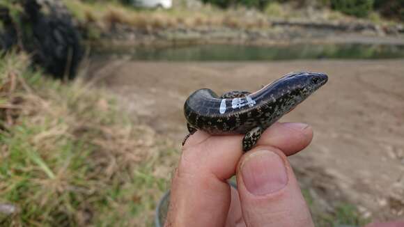 Image of Egg-laying Skink