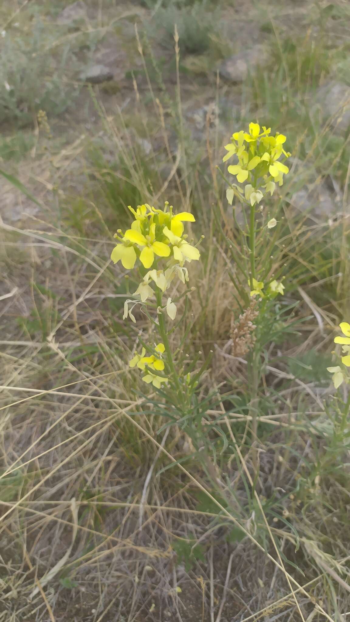 Image of Erysimum flavum (Georgi) Bobrov