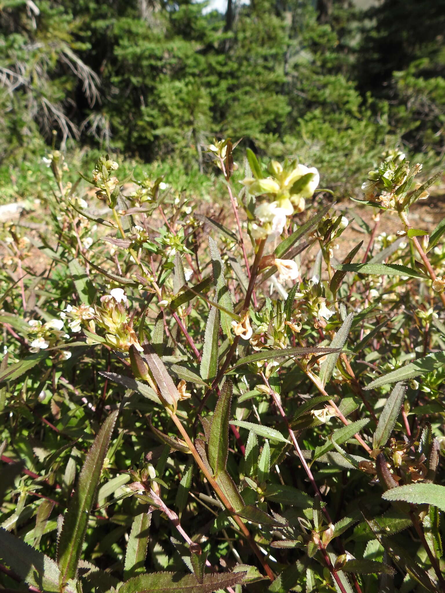 Imagem de Pedicularis racemosa subsp. alba Pennell