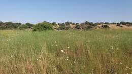 Image of Cephalaria joppensis (Rchb.) Coult.