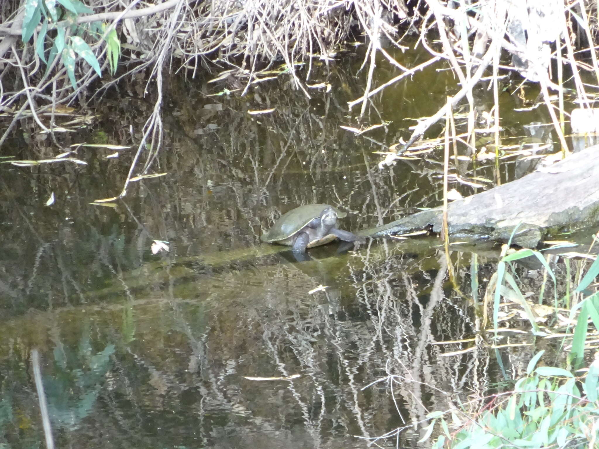 Image of Murray River Turtle