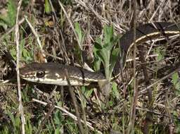 Image of California whipsnake