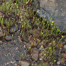 Plancia ëd Hypericum gentianoides (L.) Britton, E. E. Sterns & Poggenb.