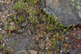 Plancia ëd Hypericum gentianoides (L.) Britton, E. E. Sterns & Poggenb.