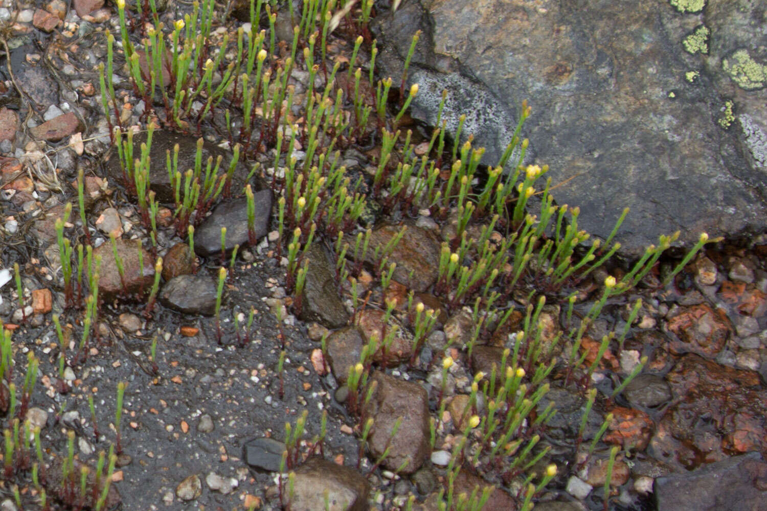 Plancia ëd Hypericum gentianoides (L.) Britton, E. E. Sterns & Poggenb.