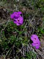 Image of annual phlox