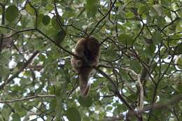 Image of silky anteaters