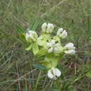 Imagem de Asclepias connivens Baldw. ex Ell.