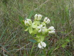 Imagem de Asclepias connivens Baldw. ex Ell.