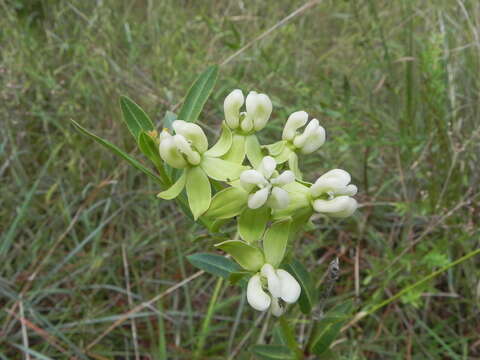 Слика од Asclepias connivens Baldw. ex Ell.