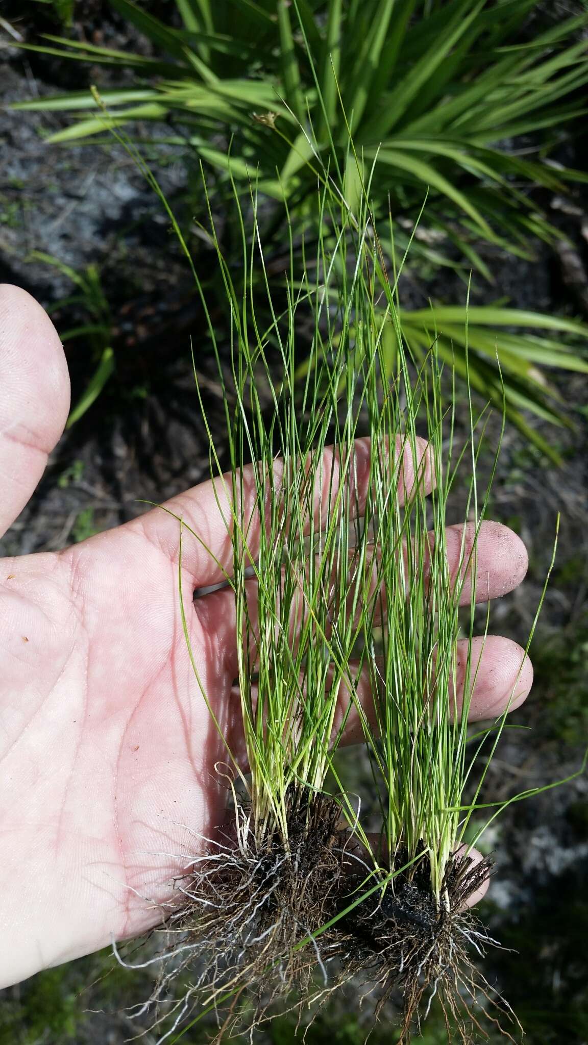 Image of Spreading Beak Sedge