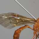 Image of Ichneumon wasp