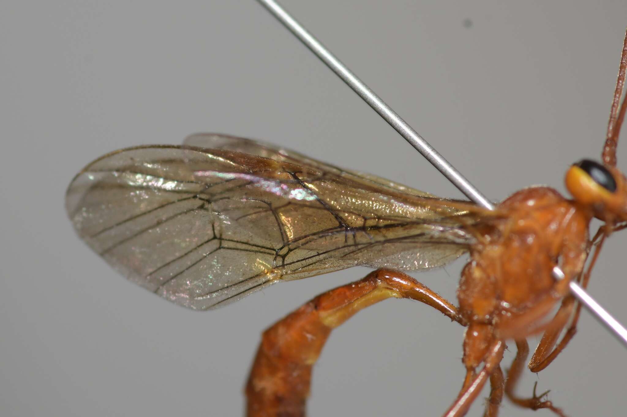 Image of Ichneumon wasp