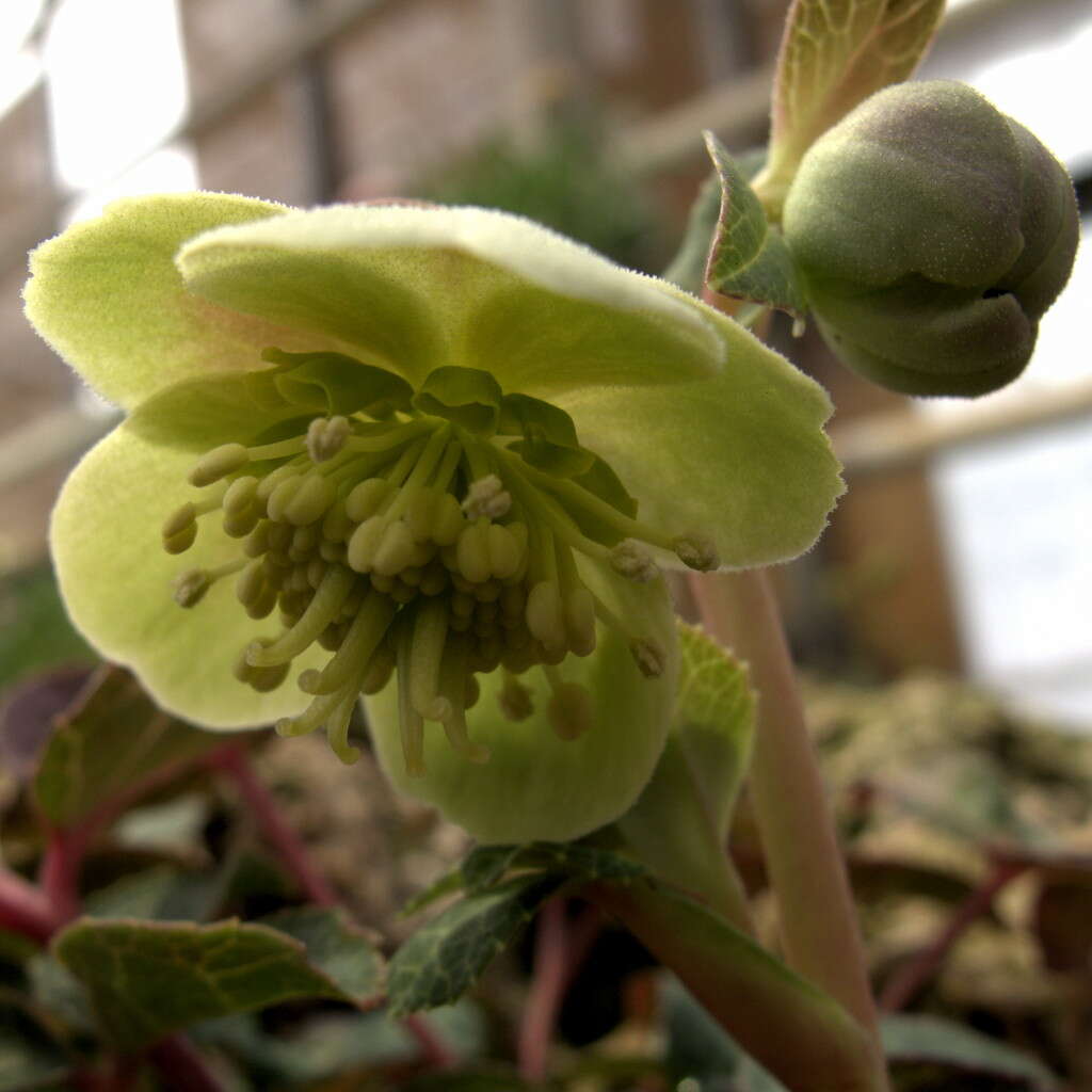 Image of livid hellebore