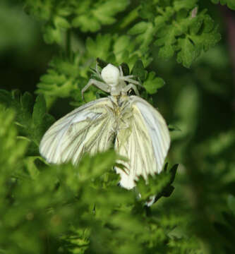 Image of Flower Crab Spiders